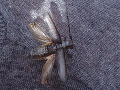 Monochamus sutor longulus