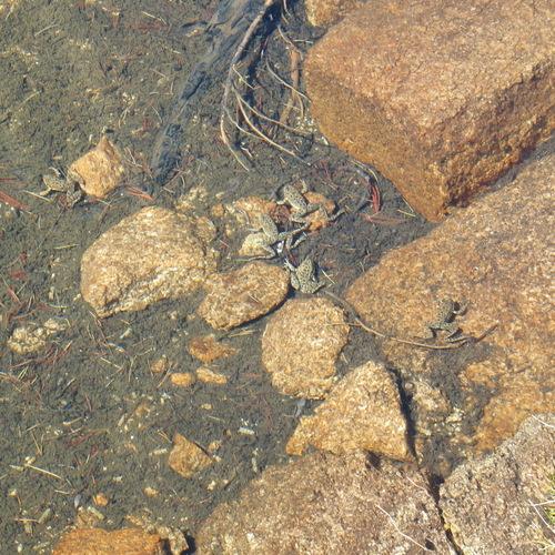 iNaturalist observation photo of Southern Mountain Yellow-legged Frog