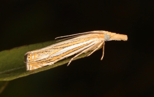 Crambus multilinellus photo 5