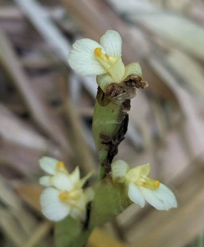 Maranta humilis
