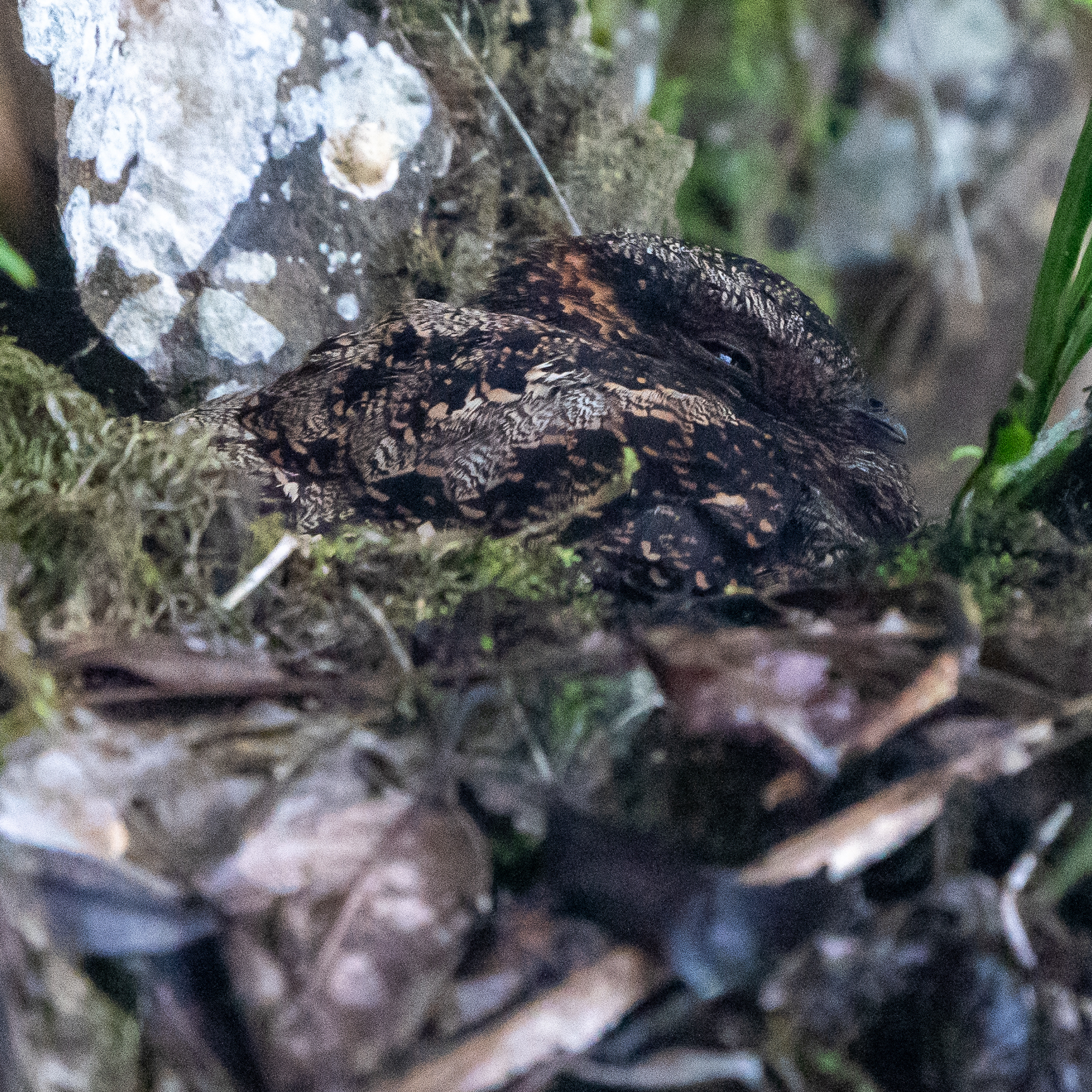Lyre-tailed Nightjar (Uropsalis lyra), photo 2