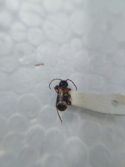 Phymatodes alni