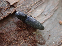 Lacon punctatus