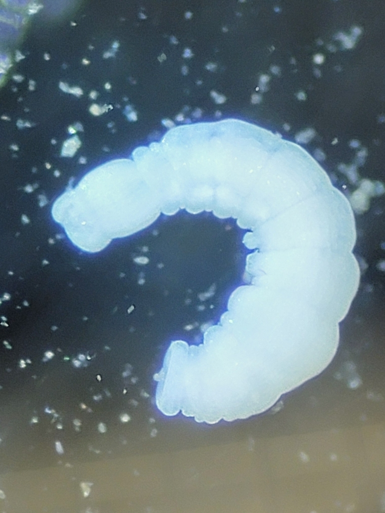 Cambarincolinae