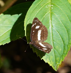 Phaedyma shepherdi