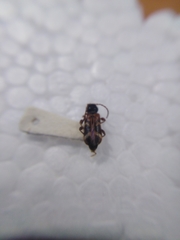 Phymatodes alni