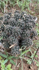 Echinocereus papillosus