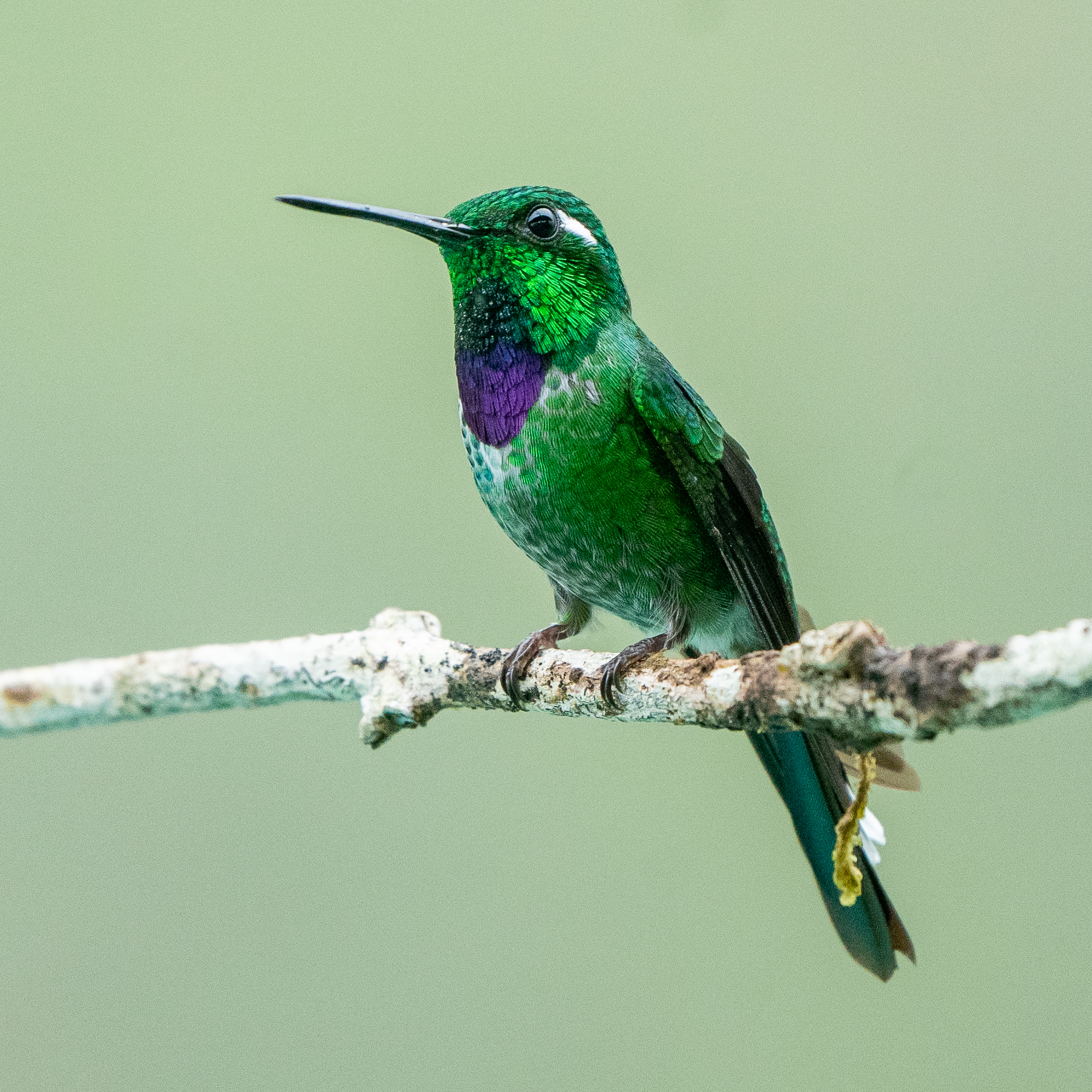 Purple-bibbed Whitetip (Urosticte benjamini)