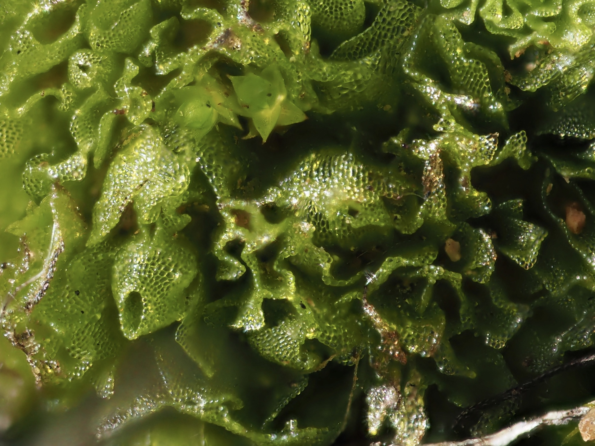Geothallus tuberosus