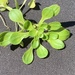 Callitriche heterophylla bolanderi - Photo (c) madge,  זכויות יוצרים חלקיות (CC BY-NC), הועלה על ידי madge