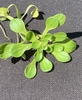 Callitriche heterophylla bolanderi - Photo (c) madge, algunos derechos reservados (CC BY-NC), subido por madge