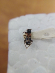 Phymatodes alni