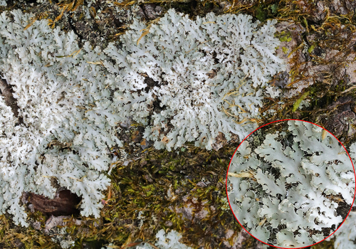Powdered Fringe Lichen