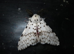 Lymantria marginalis