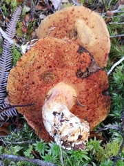 Boletus leptospermi