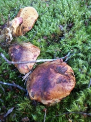 Boletus leptospermi