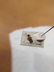 Phymatodes alni