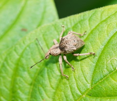 Leptopius tetraphysodes