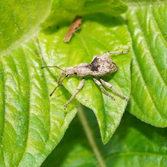 Leptopius tetraphysodes