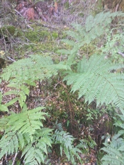 Cyathea colensoi