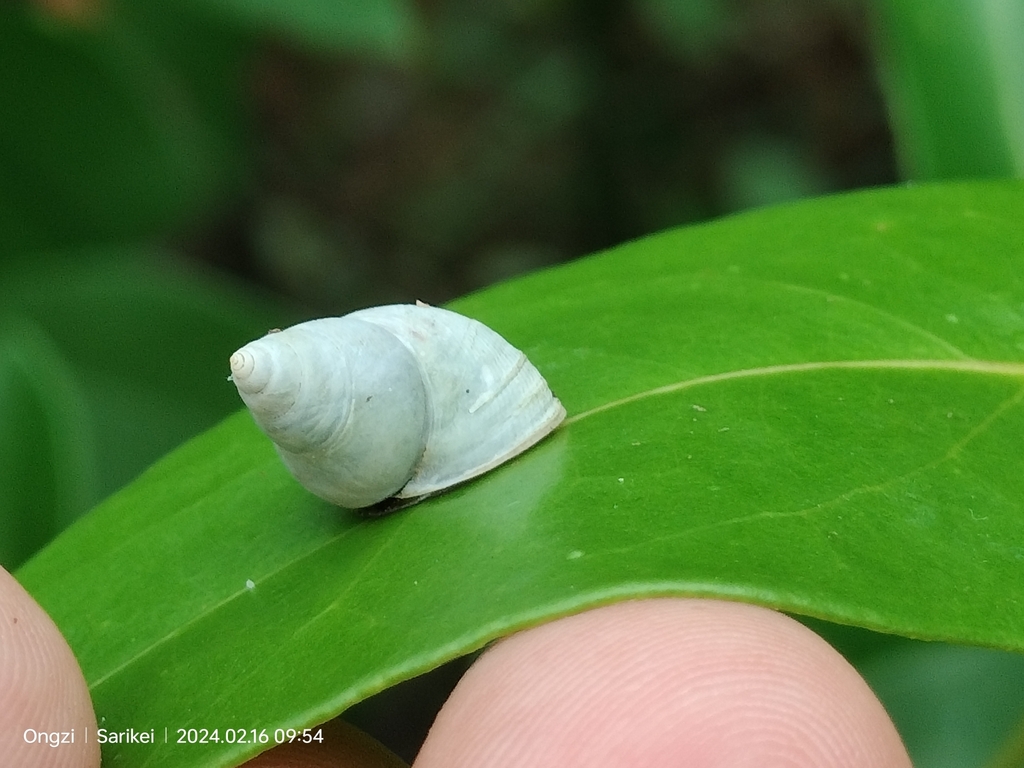 Littoraria albicans