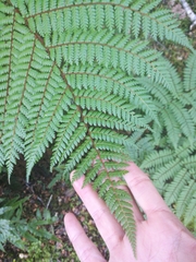 Cyathea colensoi