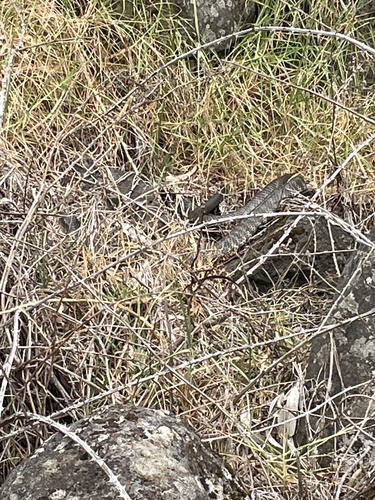 Tiger Snake sighting