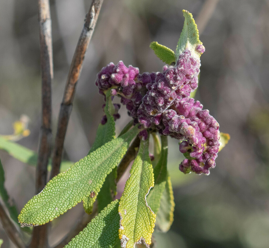 White Sage Leaf Gall Midge from Mount Diablo State Park, Contra Costa