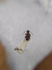 Phymatodes alni