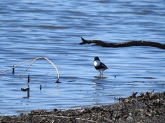 Erythrogonys cinctus