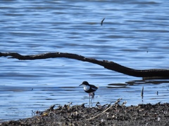 Erythrogonys cinctus