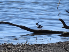 Erythrogonys cinctus