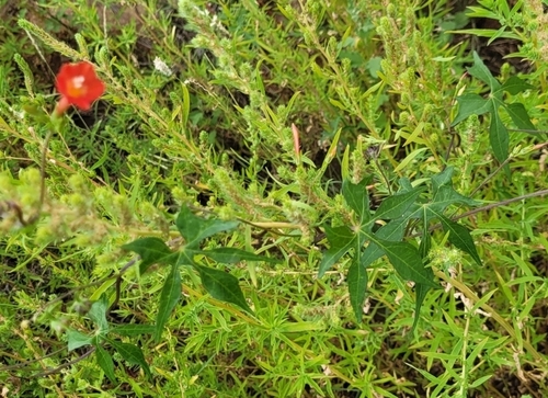 Foto de Sete-léguas