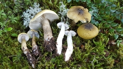 Tricholoma viridiolivaceum