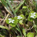 Claytonia parviflora - Photo (c) nathantay, algunos derechos reservados (CC BY-NC)