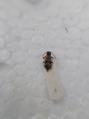 Phymatodes alni