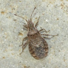 Aufeius impressicollis