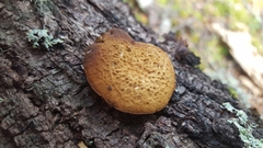 Simocybe phlebophora