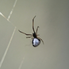 Argyrodes antipodianus