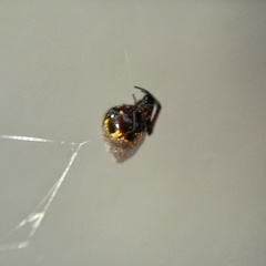 Argyrodes antipodianus