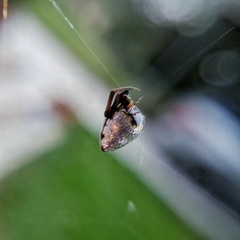 Argyrodes antipodianus