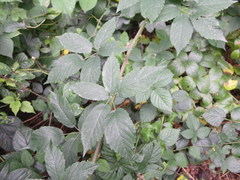 Rubus montanus
