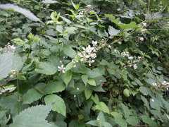 Rubus palaefolius