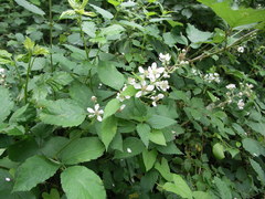 Rubus palaefolius