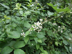Rubus palaefolius