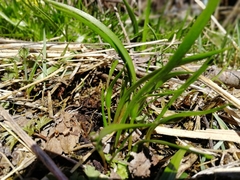 Gagea granulosa