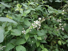 Rubus palaefolius