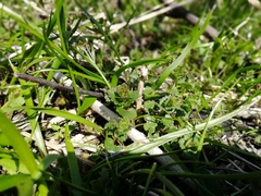 Gagea granulosa