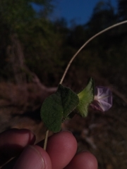 Ipomoea pileata