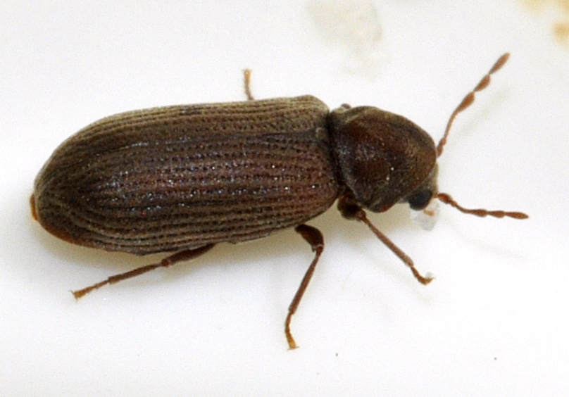 House Borer